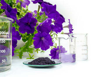 Close-up of purple potted plant