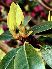 Close-up of insect on plant