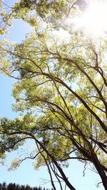 Low angle view of trees