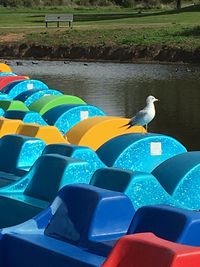 View of birds in water