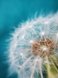 Close-up of dandelion on plant