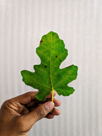 Cropped hand holding leaf against wall