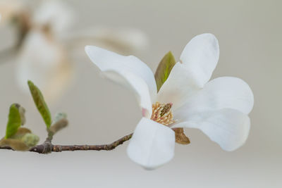 Close-up of white flower