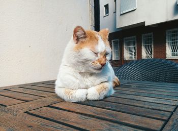 Close-up of cat sitting outdoors