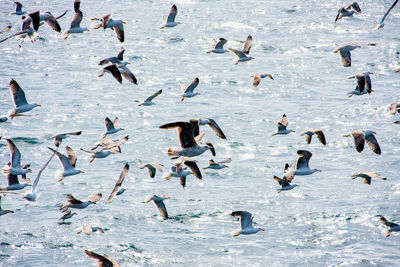 Seagulls over the sea.