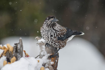 Spotted nutcracker, perched on a branch