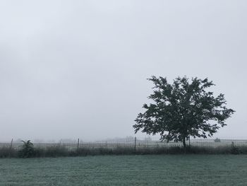 Tree on landscape against clear sky