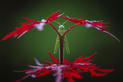 Close-up of red maple leaf against black background