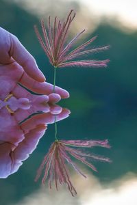 Close-up of hand holding plant