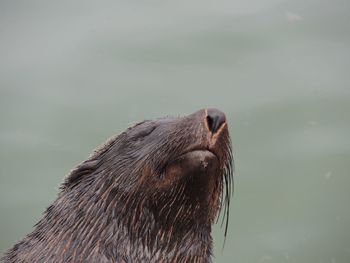 Close-up of sea lion