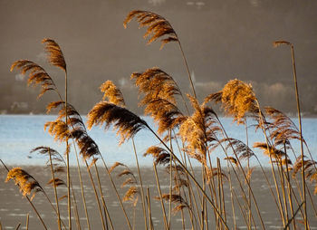 Low angle view of trees against sky