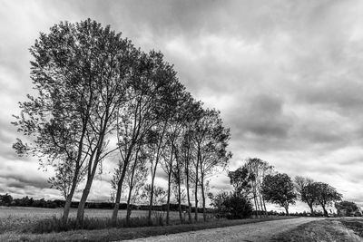 Trees on field against sky