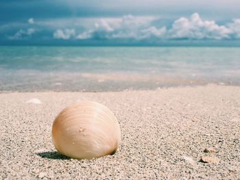 Close-up of clam on sea shore at beach