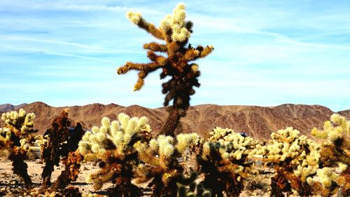 Cactus growing on landscape against sky