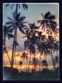 Silhouette of palm trees at sunset