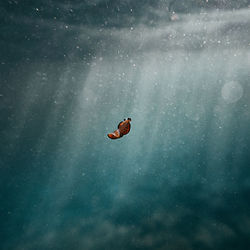 High angle view of a flatworm swimming in the sea