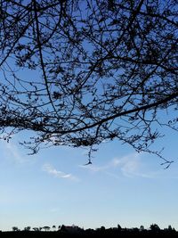 Low angle view of tree against sky