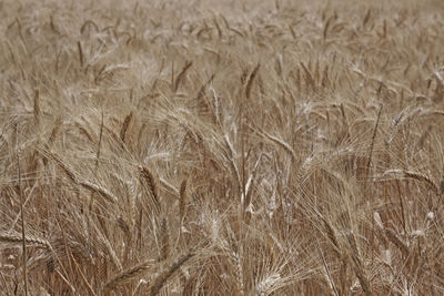 Photo of durum wheat from the italian countryside