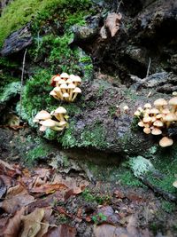 Close-up of mushrooms growing on rock