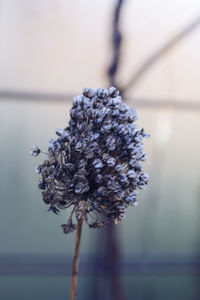 Close-up of wilted flower