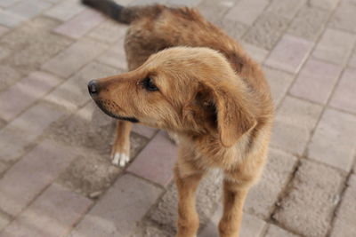 High angle view of dog on footpath