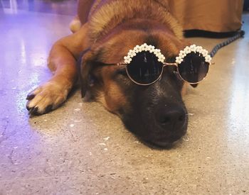 Portrait of dog wearing sunglasses