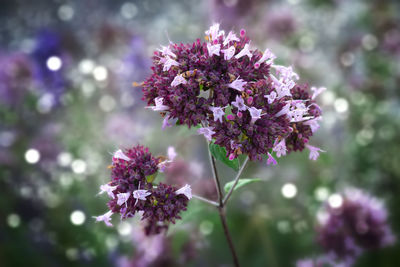 Close-up of pink flowering plant