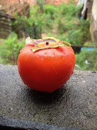 Close-up of red fruit