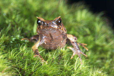 Close-up of a frog on land