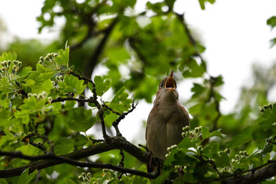 Low angle view of bird perching on tree