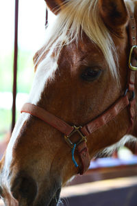 Close-up of horse