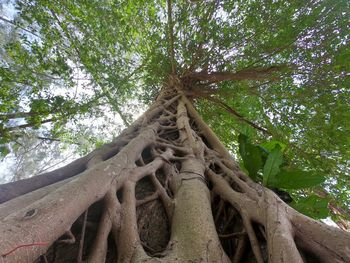 Low angle view of tree in forest