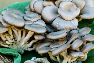 Close-up of mushrooms