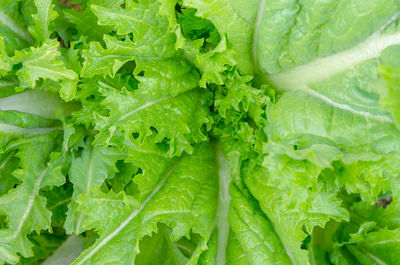 Full frame shot of chopped leaf