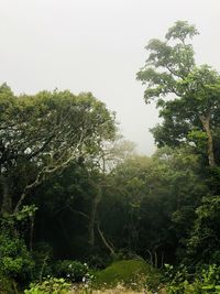 Trees in forest against clear sky