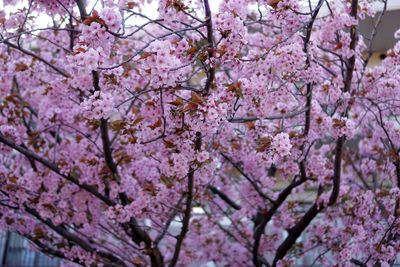 Low angle view of cherry blossoms in spring