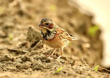 Close-up of a bird perching on a land