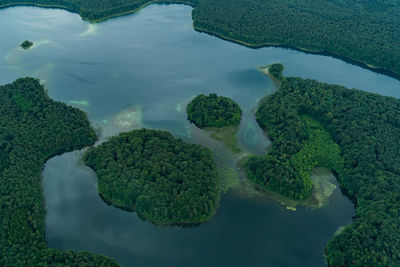 Aerial view of trees