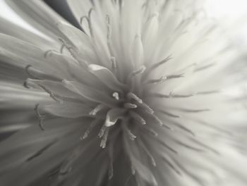 Close-up of flowers