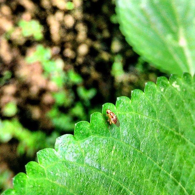 leaf, green color, close-up, plant, growth, focus on foreground, nature, leaf vein, selective focus, beauty in nature, freshness, insect, green, fragility, natural pattern, day, outdoors, wet, no people, drop