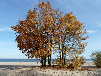 Tree against sky during autumn