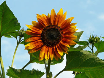 Low angle view of sunflower blooming against sky