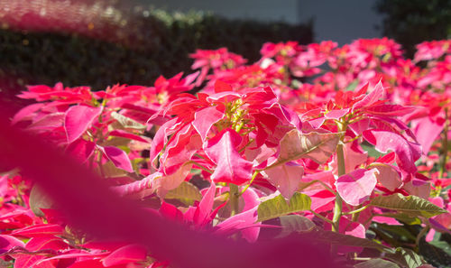 Close-up of pink flowering plants