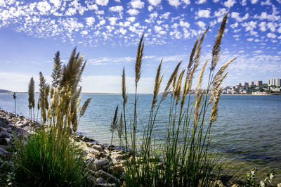 View of plants growing against calm blue sea