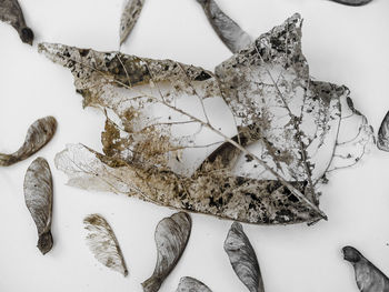 Close-up of dried leaves on white background