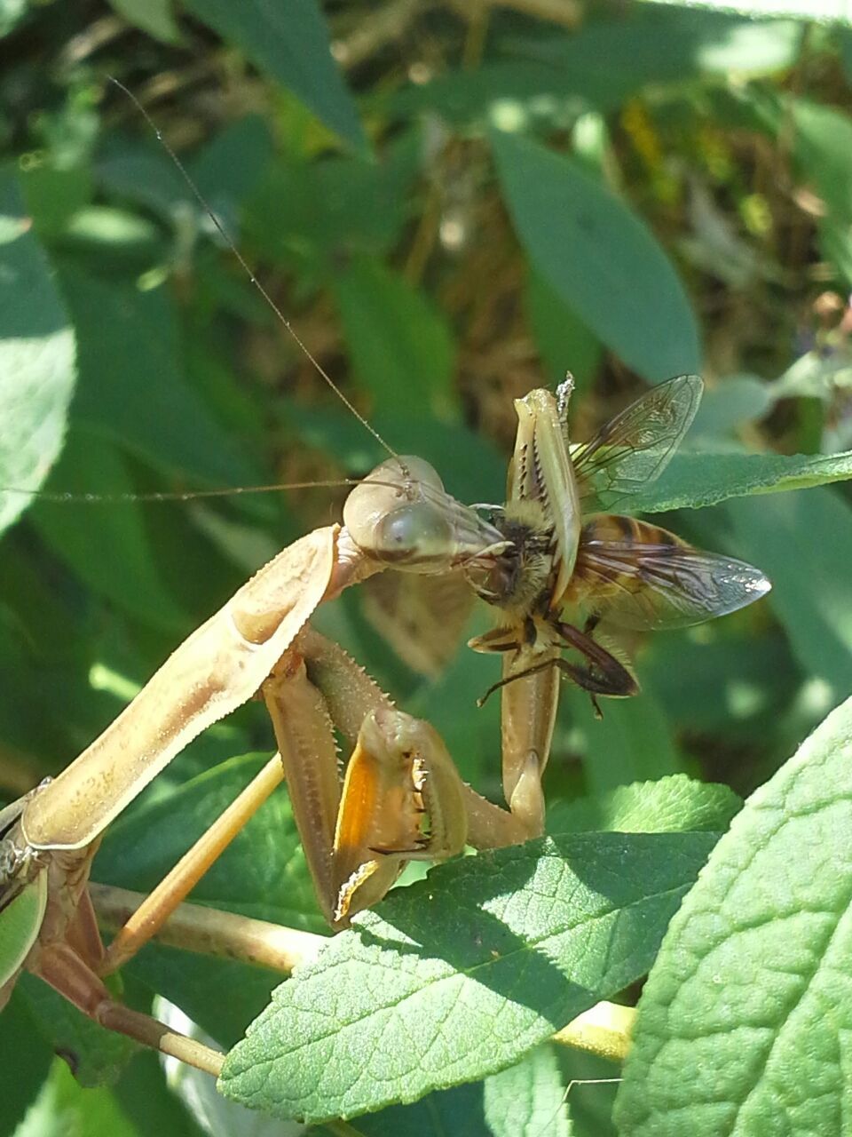 Preying mantis