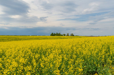 Scenic view of oilseed rape field against sky