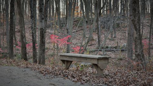 Bench by trees in forest during autumn