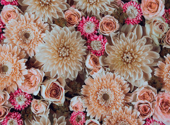 High angle view of pink flowering plants