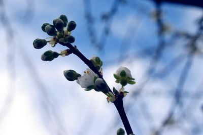 Low angle view of flower tree against sky